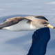 Illustration for article titled Scientists Have a Plan to Turn Seabirds Into Tiny Ocean Science Labs